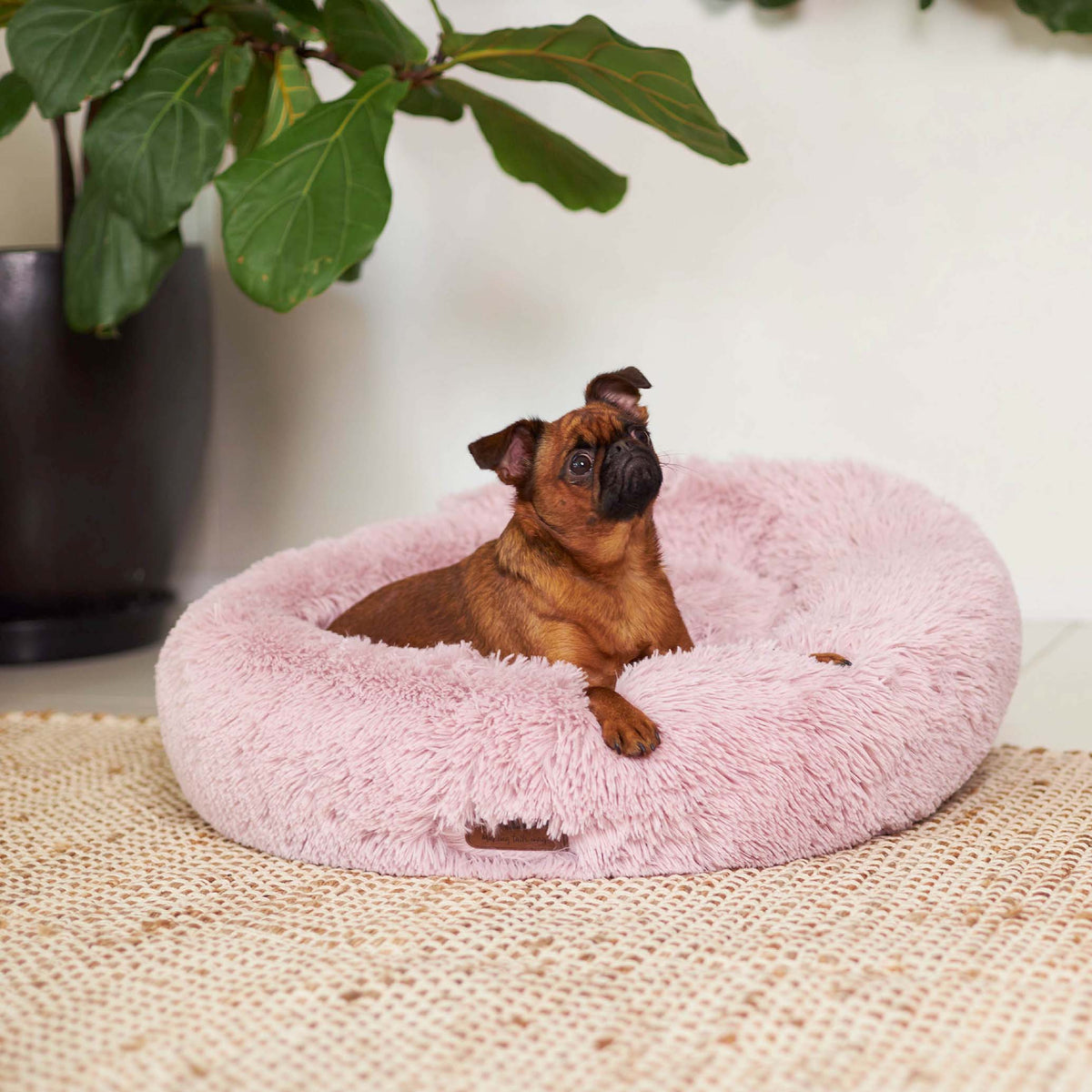 Kazoo Peacock Dog Bed Rose Large