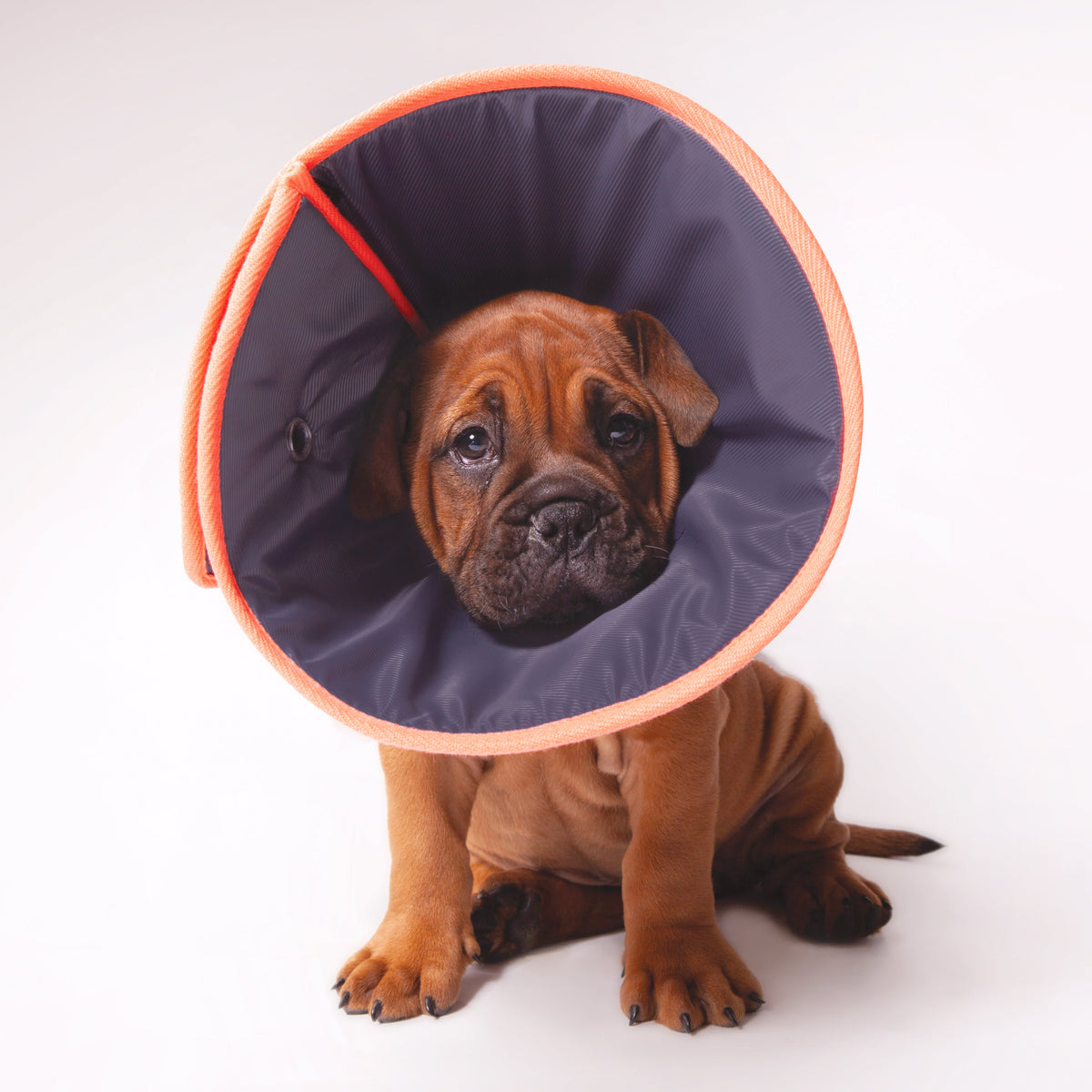 KAZOO COMFY RECOVERY COLLAR MEDIUM