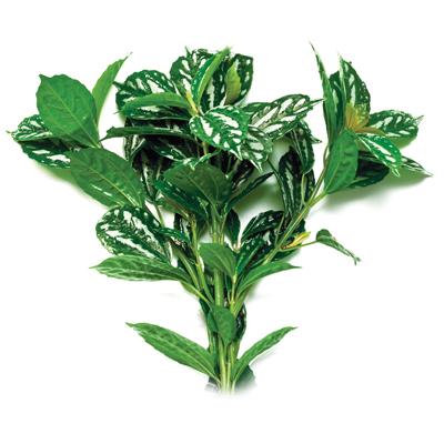 Aluminium Plant Aquarium Plant Bunch