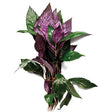 Purple Temple Aquarium Plant