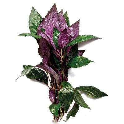 Purple Temple Aquarium Plant