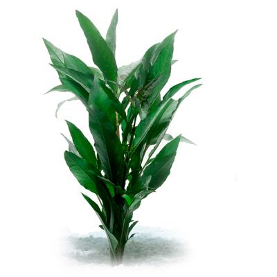 Blue Stricta Aquarium Plant Bunch