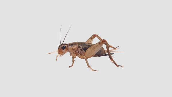 Extra Small Crickets