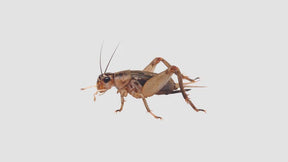 Extra Small Crickets