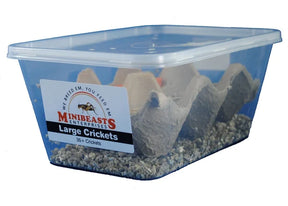 Large Crickets