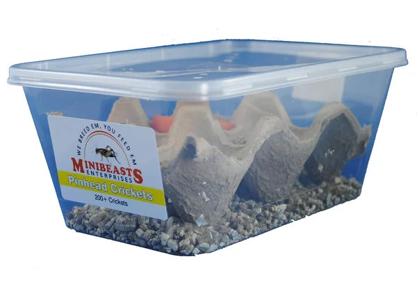 Pinhead Crickets
