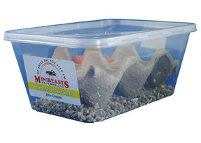 Pinhead Crickets