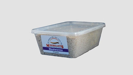 Live Mealworms 100g