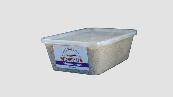Live Mealworms 100g
