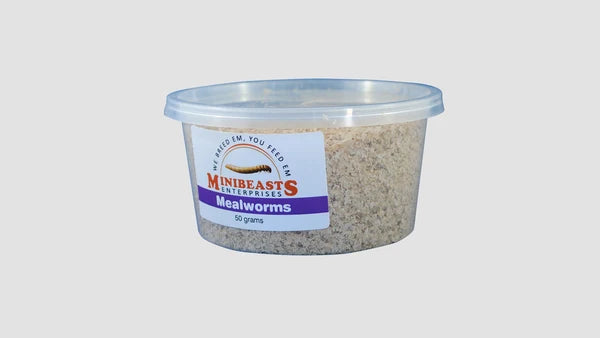 Live Mealworms 50g