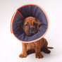 KAZOO COMFY RECOVERY COLLAR MEDIUM