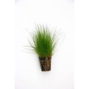 Hairgrass Aquarium Plant 5cm Pot