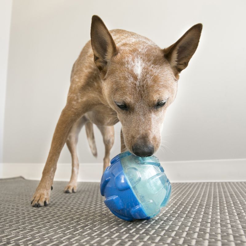 KONG Rewards Ball Dog Toy Small