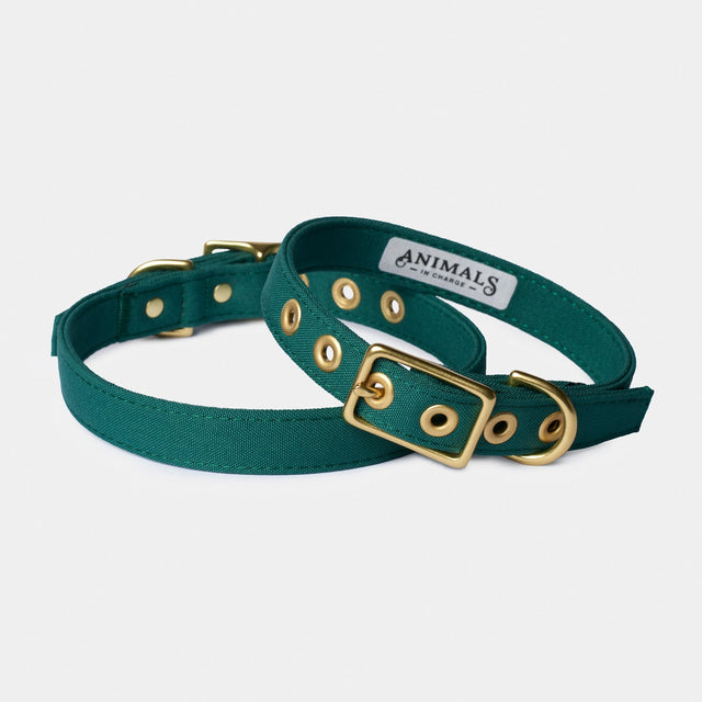 Animals in Charge Forest Green Recycled Canvas Dog Collar